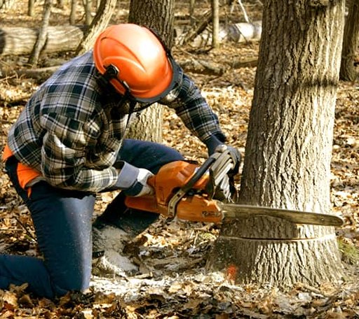 Tree Removal in Crewe, VA